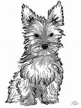 Yorkie Coloring Dog Pages Puppy Realistic Adult Adults Drawing Print Cartoon Sketch Getdrawings Template Colorings sketch template