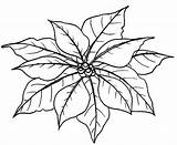 Poinsettia Coloring Leaves Pages Flower National Outline Color Christmas Clipart Trinidad Colorluna Colouring Template Chaconia Print Para Colorear Netart Dibujos sketch template