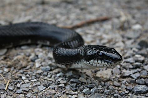 de zwarte slang van de rat stock afbeelding afbeelding bestaande uit wildlife
