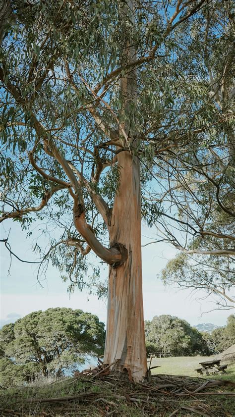 eucalyptus tree pictures   images  unsplash