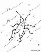 Cockroach Barata Coloriage Cucaracha Hellokids Blatte Kakerlake Malvorlagen Ausmalen Insekten Ausmalbilder Pintar Raskrasil Ausdrucken Línea Designlooter Drucken Scarabée Sponsored sketch template