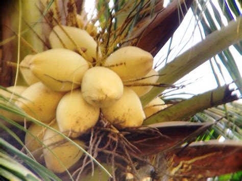 buah kelapa gading kelapa gading kelapa gading fruit cocon flickr