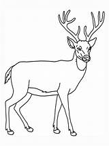 Deer Whitetail Drawing Print Tailed Getdrawings sketch template