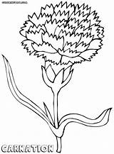 Carnation Coloring Pages sketch template