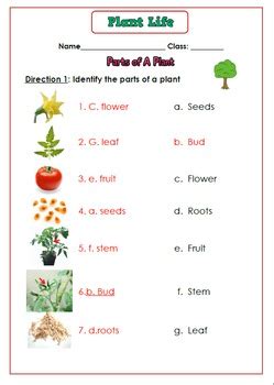 plants worksheet    smiley teacher teachers pay teachers