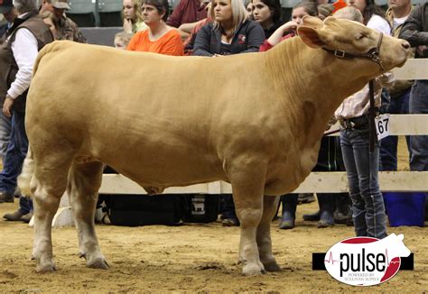 dixie nationals steer show  pulse