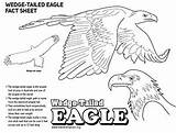 Wedge Tailed Eagle Coloring Designlooter 58kb 227px Drawings sketch template