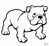 Bulldog Coloring Pages Printable American English Bulldogs Puppy Dog Drawing Color Hund Animals Print Ausmalbilder Colouring Dogs Sheets Supercoloring Kids sketch template