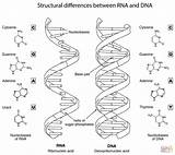 Dna Rna Coloring Worksheet Biology Pages Between Structural Structure Drawing Differences Molecule Replication Helix Double Printable Labeled Worksheets Supercoloring Color sketch template