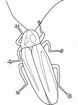 Coloring Firefly Bug Drawing Pages Coloriage Dessin Colorier Insect Insects Lightning Color Insecte Insectes Kids Dessiner Imprimer Fly Sheet Printable sketch template