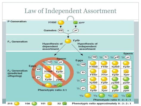 Ppt Mendel And The Gene Idea Powerpoint Presentation Free Download