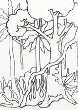Rainforest Coloring Pages Amazon Drawing Easy Jungle Scenery Forest Trees Rain Treasures Wild Sketch Template Drawings Getdrawings Getcolorings Color Templates sketch template