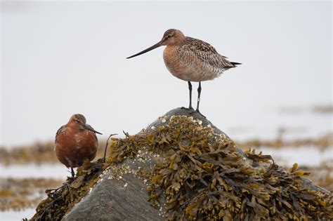 Wetland Bird Survey Reveals Wading Birds In Decline – In Pictures