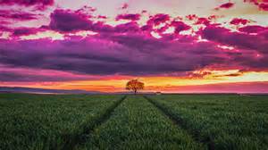 wallpaper sunset sky clouds field trees horizon  hd wallpapers vrogue