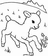 Lamb Agneau Outline Cordero Coloringhome Colorier Albumdecoloriages Grasslands Sheeps Coloriages Library Mouton Webstockreview Insertion Loup sketch template