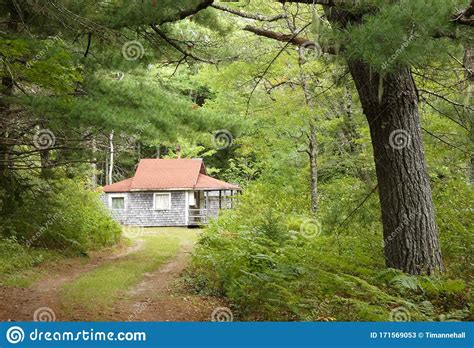 rustic cabin   woods  nova scotia stock image image  scotia pine