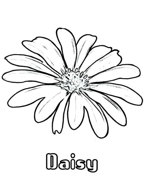 daisy flower colouring pages flower coloring pages daisy drawing