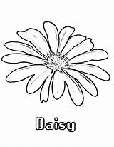 Flower Daisies Colornimbus Bestcoloringpagesforkids sketch template
