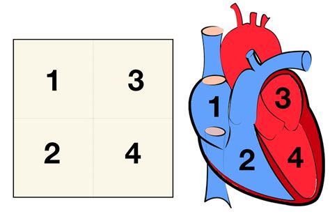 blank heart diagram worksheet human anatomy diagram  vrogueco
