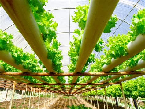 hydroponic gardens information  water temperature  effects