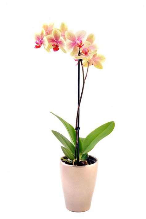 Useful Tips For Care And Maintenance Of Phalaenopsis