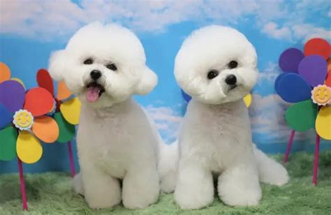 adopt bichon frise puppies puppyhomes