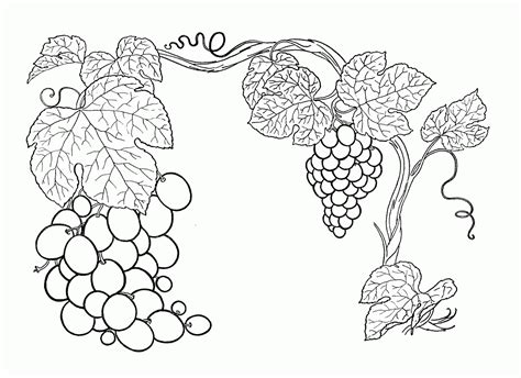 grapes coloring pages printable