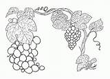 Coloring Grapes Pages Printable Grapevine Grape Vine Plant Colouring sketch template