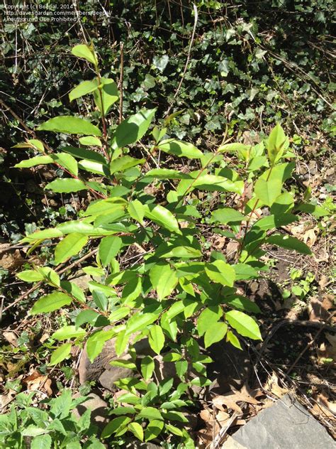 plant identification young tree   jersey   beepal