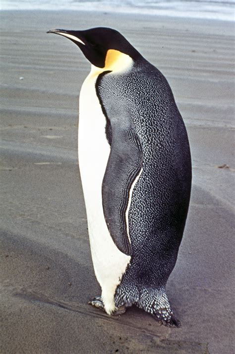 emperor penguin  zealand birds