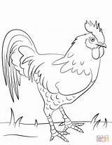 Hahn Ausmalbilder Ausmalbild Hühner Rooster Supercoloring sketch template