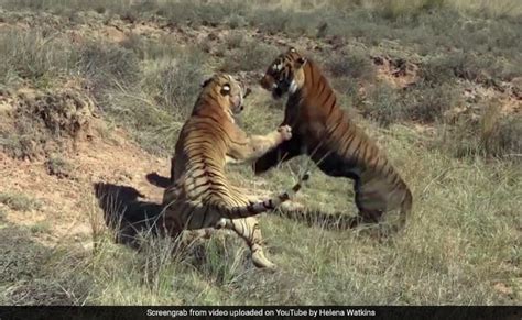 brutal fight   tigers   video  viral