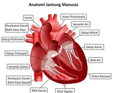 fungsi jantung manusia materi  soal biologi