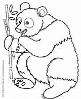 Coloring Panda Pages Animal Wild Bear Bears Bamboo Eating sketch template