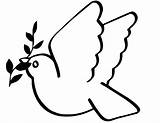 Coloring Dove Library Clipart sketch template