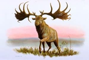 irish elk facts habitat pictures behavior antlers  range