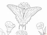 Butterfly Swallowtail Tailed Two Coloring Pages Main Supercoloring Drawing Skip Public sketch template