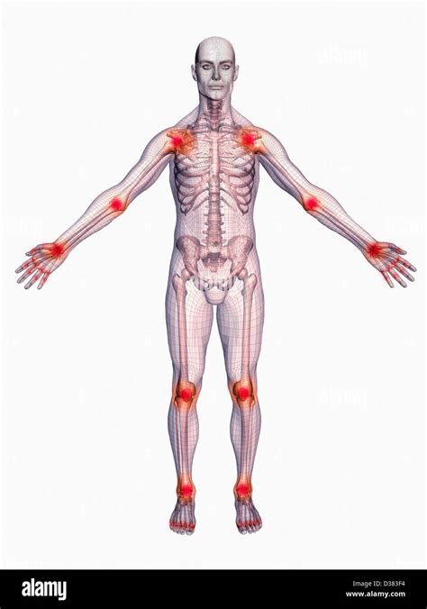 body parts diagram male male human anatomy body internal organs royalty  vector
