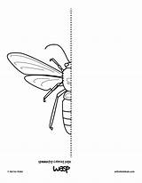 Symmetry Coloring Kids Pages Drawing Wasp Insect Bug Hub Geometric Spider Activities Convert Worksheets Drawings Butterfly Activity Science Symmetrical Insects sketch template