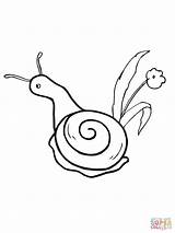 Snail Coloring Pages Shell Printable Gary Flower Snails Drawing Clipartbest Garden Getdrawings Clipart Color Supercoloring Kids Getcolorings Realistic Print Choose sketch template