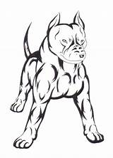 Pitbull Tribal Aki Desenho Deviantart Pit Amstaff Chien Tatuajes Terrier Colorear Pitbulls Siluetas Lobos Tribales Vinilos Staffordshire Chiot sketch template