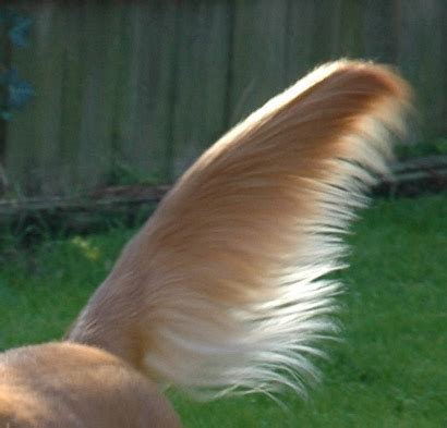 golden nice piece  tail