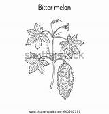 Bitter Melon Gourd Drawing Coloring Template sketch template