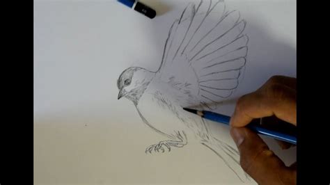 draw bird flying youtube
