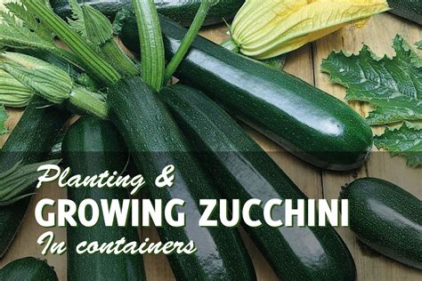 growing zucchini  containers  easy  gardenhugscom