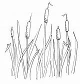 Coloring Cattail Drawing Cattails Plant Pages Cat Tail Pond Clip Clipart Drawings Plants Printable Color Kids Draw Choose Board Getcolorings sketch template
