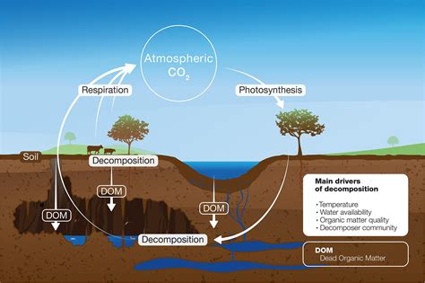 frontiers decomposition  organic matter  caves