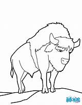 American Coloring Buffalo Pages Bison Color Hellokids Print Online Animals sketch template