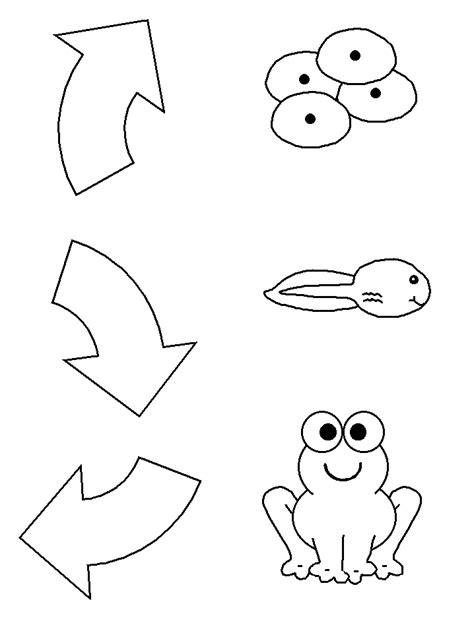 frog life cycle coloring page   frog life cycle