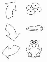 Frog Cycle Life Craft Coloring Template Printable Clipart Lifecycle Frogs Preschool Worksheets Animals Pages Patterns Kids Worksheet Activities Kindergarten Pond sketch template